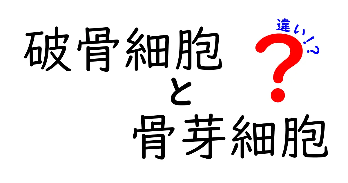 破骨細胞と骨芽細胞の違いをやさしく解説！骨のリモデリングのカギを徹底比較