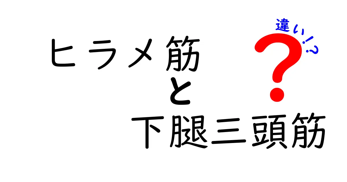 ヒラメ筋と下腿三頭筋の違いを徹底解説！足の筋肉の役割を理解して怪我を予防する方法