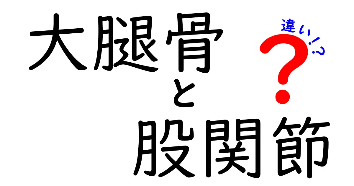 大腿骨と股関節の違いを徹底解説！中学生にもわかるしくみと見分け方