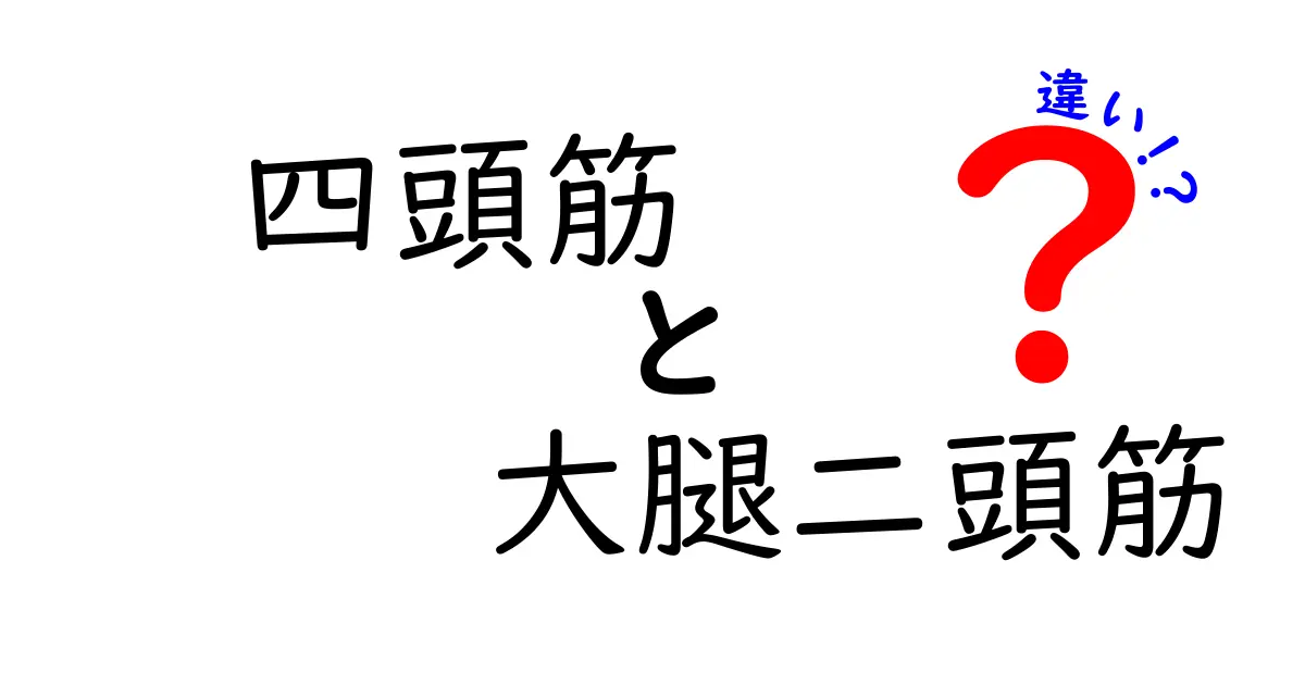 四頭筋と大腿二頭筋の違いを徹底解説｜スポーツと日常で役立つ基礎知識