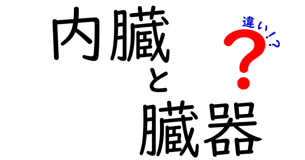内臓と臓器の違いをわかりやすく解説！中学生にも伝わる図解つきガイド