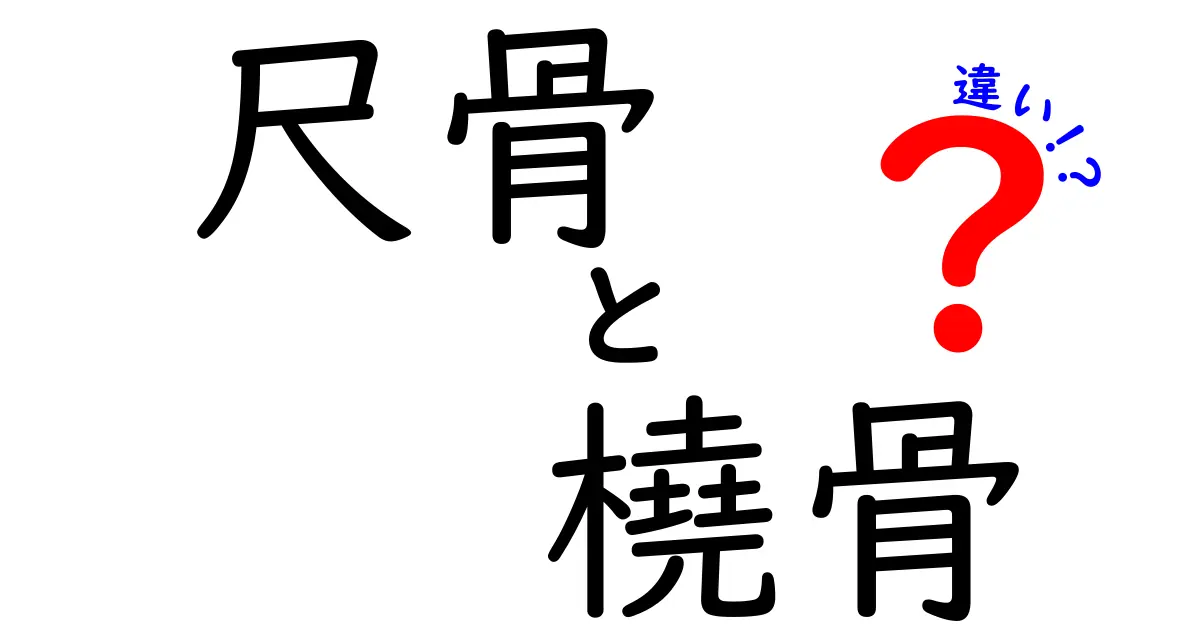 尺骨と橈骨の違いを徹底解説：この骨がどう働き、どう痛むのかを中学生にもわかる言葉で解説
