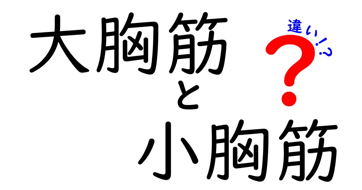 大胸筋と小胸筋の違いを徹底解説！正しく鍛えて美しい胸をつくるコツ