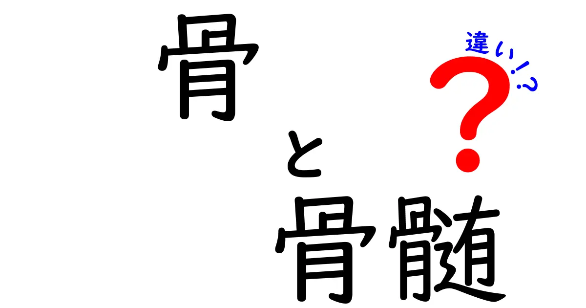 骨と骨髄の違いを徹底解説！中学生にもわかる3つのポイントと日常生活での意味