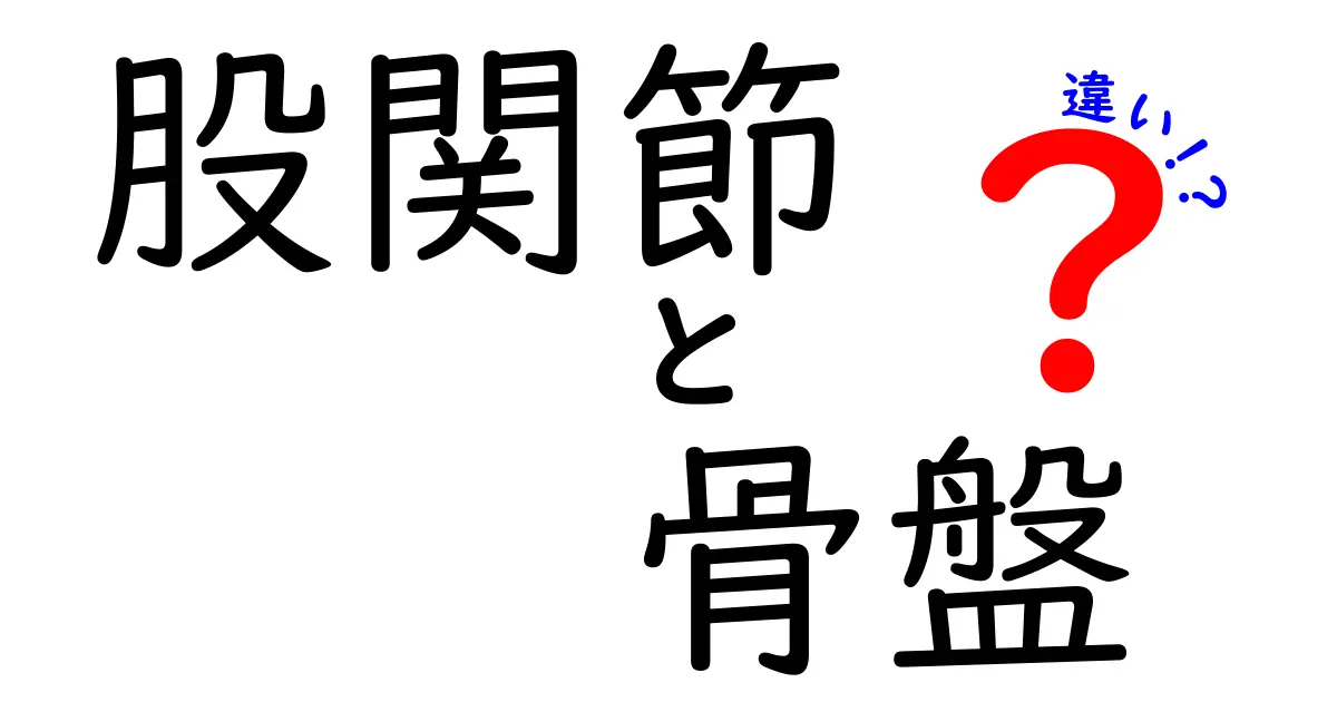 股関節　骨盤　違いを徹底解説！体のしくみと痛み予防のポイント
