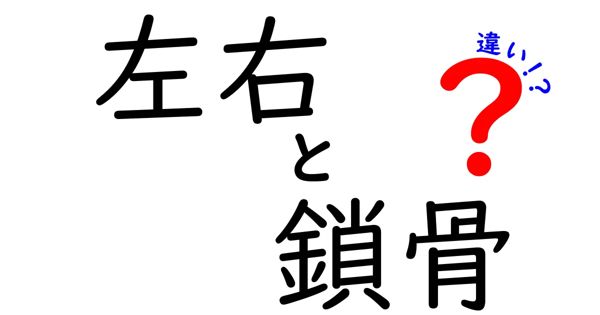 左右の鎖骨の違いを徹底解説！左と右、それぞれの役割と日常への影響