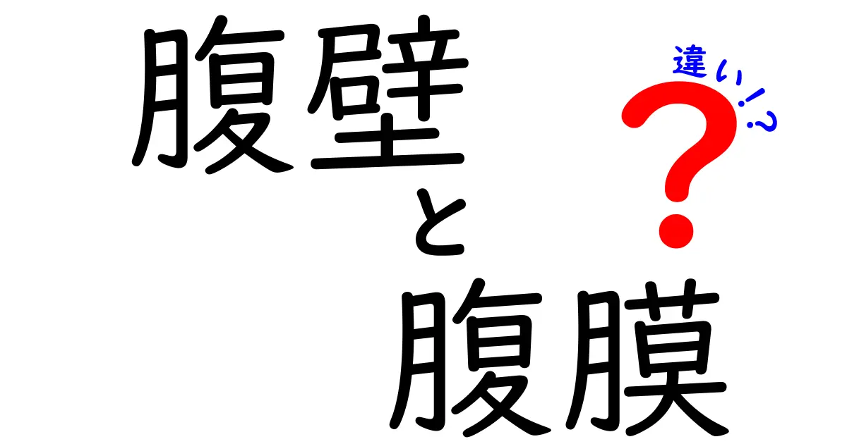 腹壁と腹膜の違いを徹底解説：中学生にもわかる腹部の仕組み