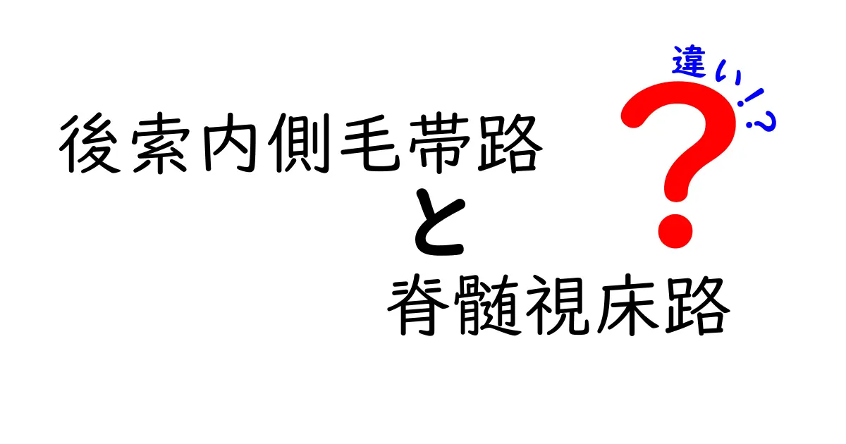 後索内側毛帯路と脊髄視床路の違いを中学生にもわかる図解解説