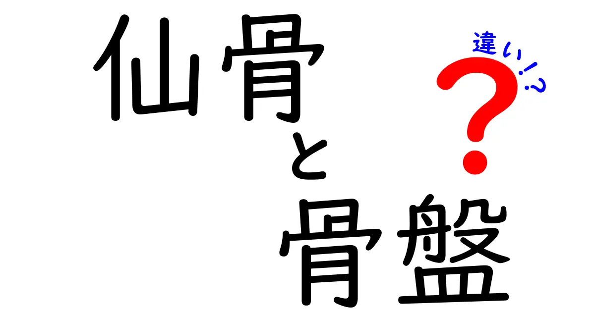 仙骨と骨盤の違いを徹底解説：体の中心を支える骨の正体とは