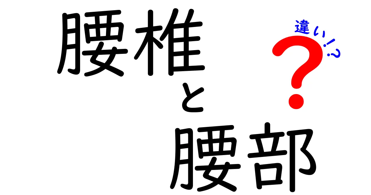 腰椎と腰部の違いをやさしく解説！図で分かる体の場所と役割