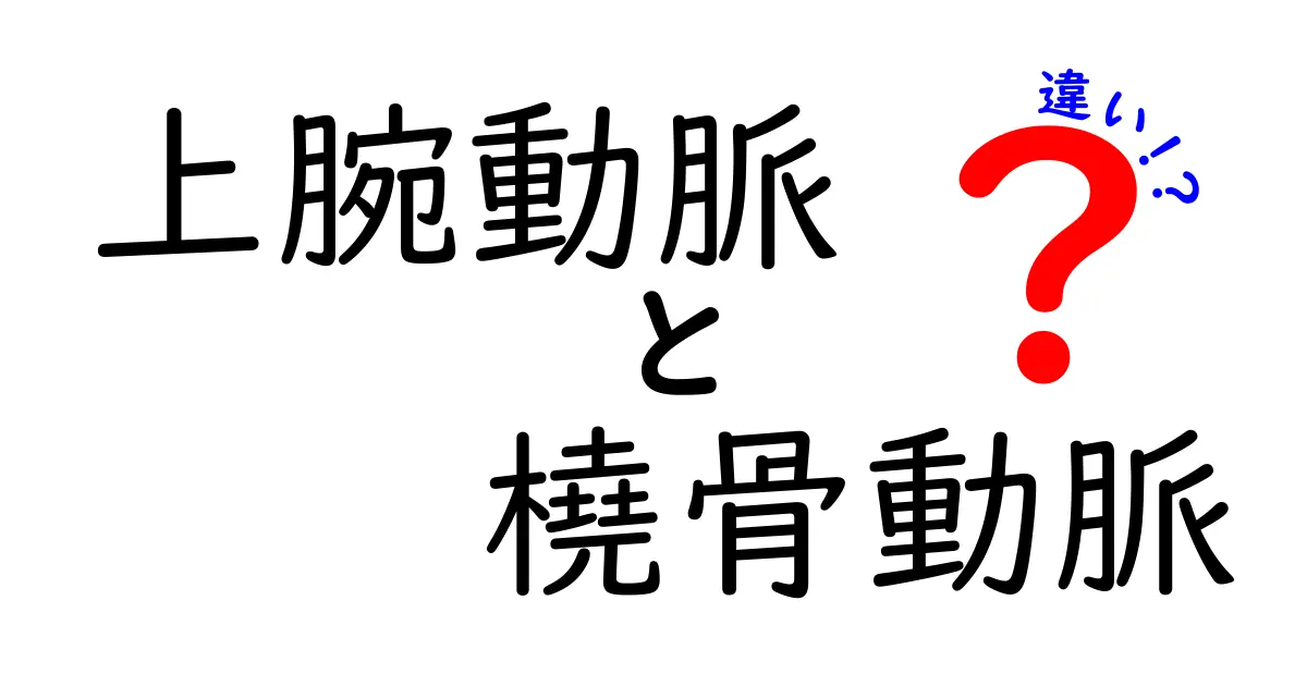 上腕動脈と橈骨動脈の違いを徹底解説！中学生にもわかる見分け方と役割