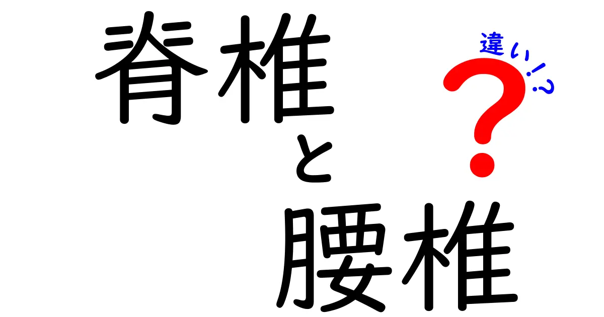 脊椎と腰椎の違いを徹底解説：中学生にも分かるやさしい図解ガイド