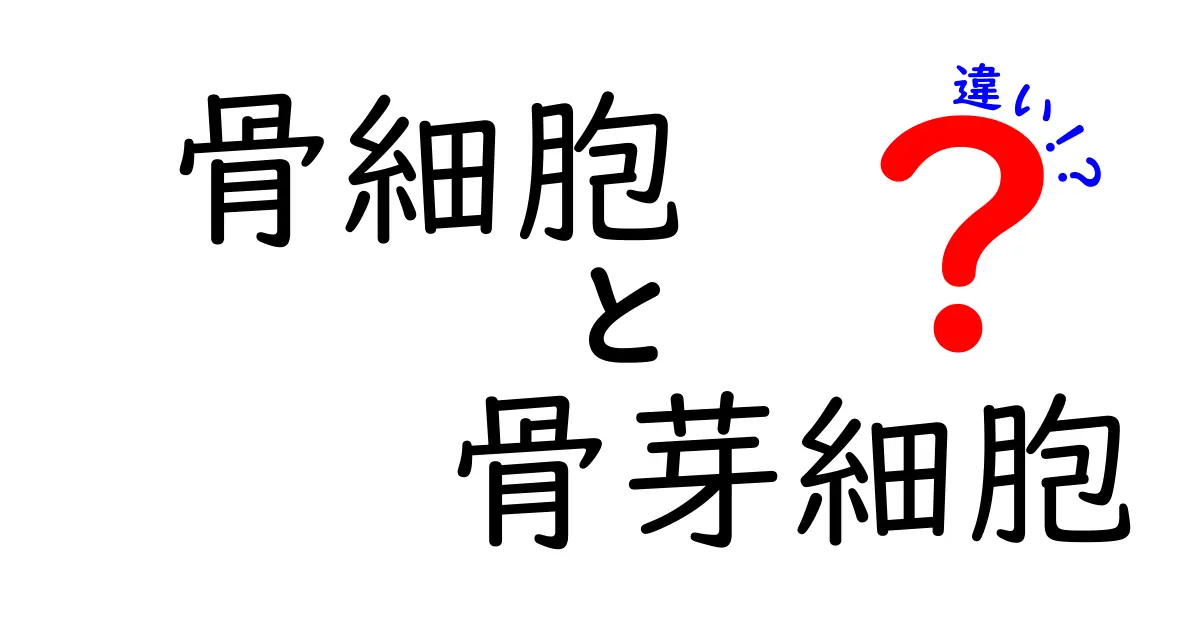 骨細胞と骨芽細胞の違いを徹底解説！骨の仕組みがよくわかる中学生向けガイド