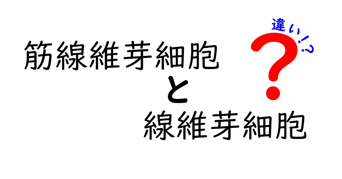 筋線維芽細胞と線維芽細胞の違いを徹底解説！混同しやすいポイントをわかりやすく紹介