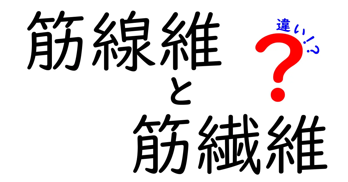 筋線維と筋繊維の違いとは？中学生にもわかる図解つき解説