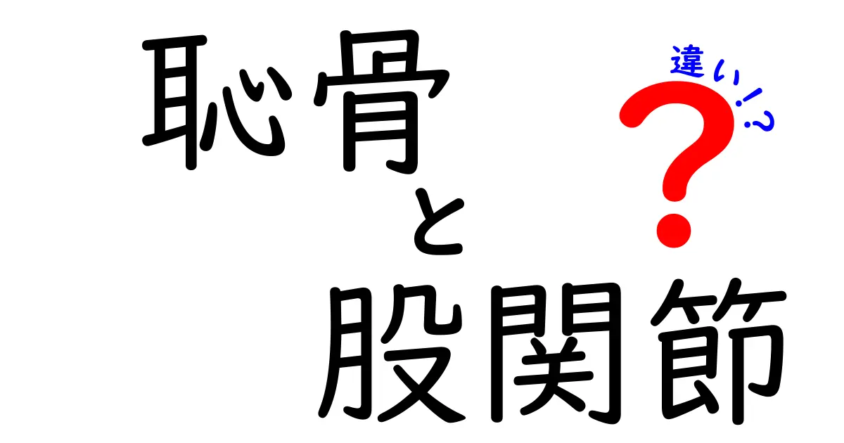 恥骨と股関節の違いを徹底解説｜部位別の役割と見分け方