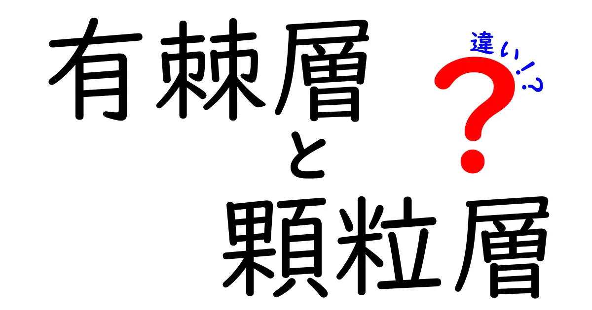 有棘層と顆粒層の違いを徹底解説：中学生にも分かる図解付き