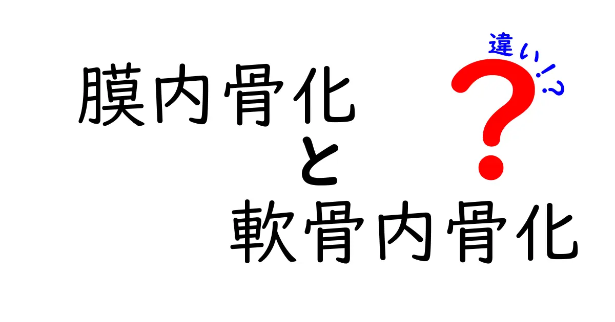 膜内骨化と軟骨内骨化の違いを徹底解説！中学生にもわかる図解つきガイド