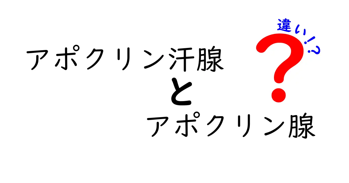 アポクリン汗腺とアポクリン腺の違いを徹底解説！同じ意味なの？中学生にも分かるポイント