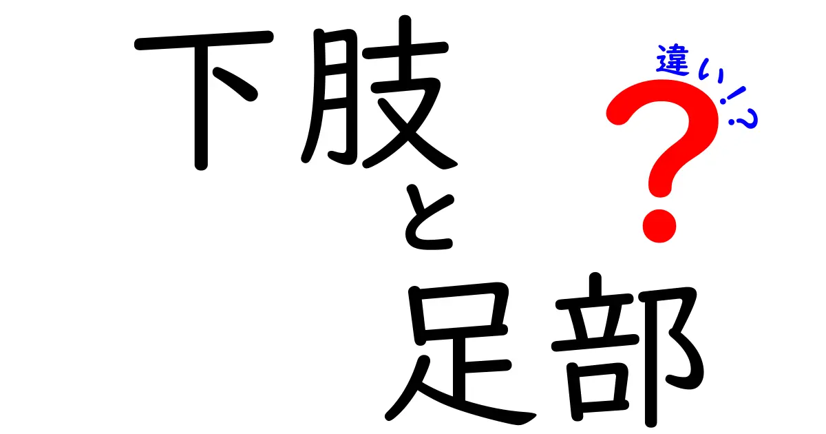 下肢と足部の違いを徹底解説：同じ“脚”なのに別物な理由とは