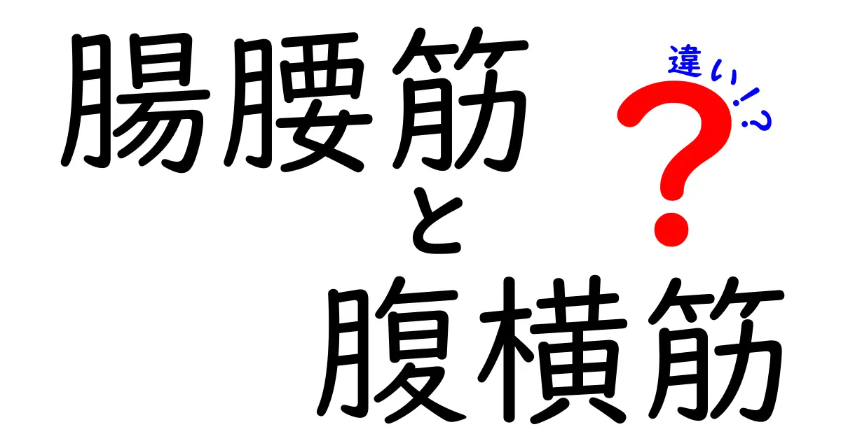腸腰筋と腹横筋の違いをわかりやすく解説！中学生にも伝わるポイント