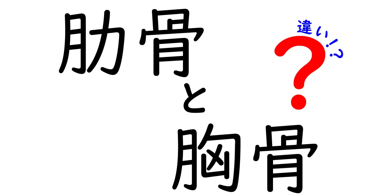 肋骨と胸骨の違いを徹底解説！胸郭の秘密を中学生にも分かるイメージで