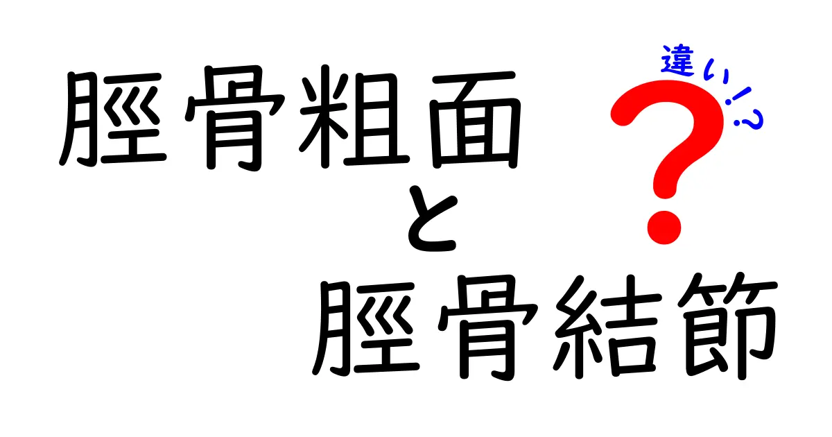 脛骨粗面と脛骨結節の違いを徹底解説｜痛みの正体が分かる図解つき