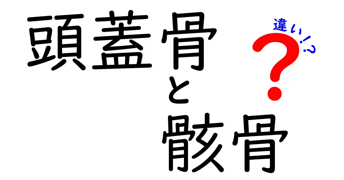 頭蓋骨と骸骨の違いを徹底解説—名前の意味と役割をわかりやすく解説