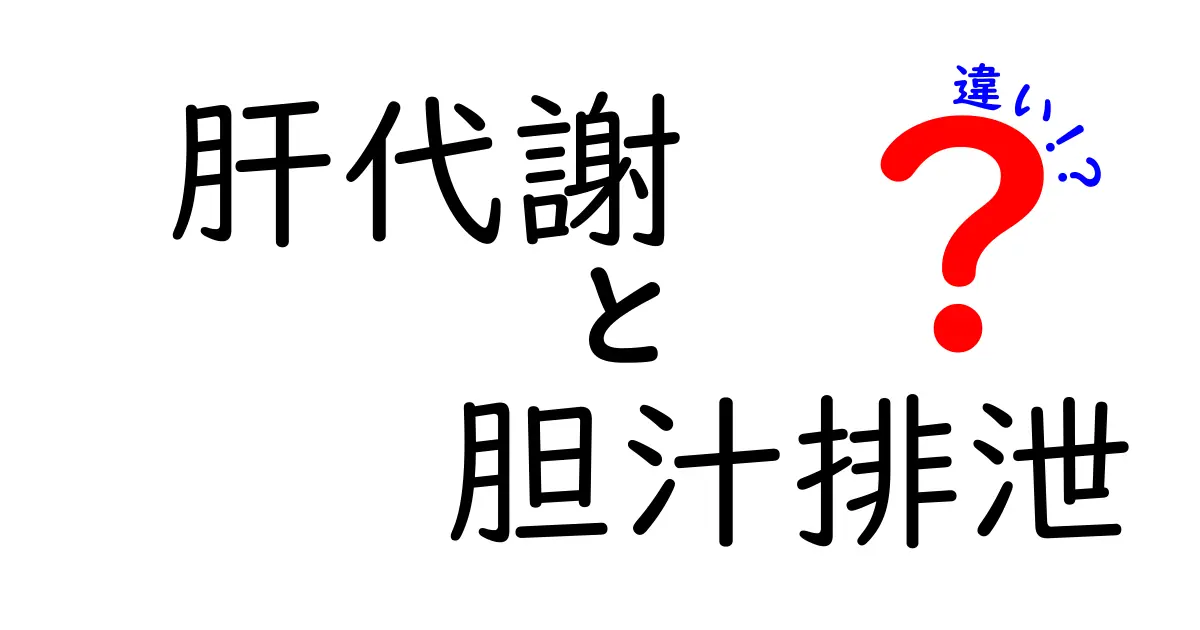 肝代謝と胆汁排泄の違いを徹底解説｜体の仕組みをわかりやすく理解しよう