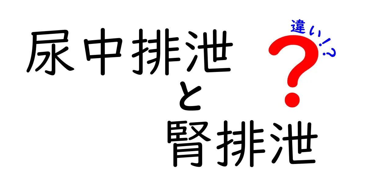 尿中排泄と腎排泄の違いを徹底解説：どこまでが尿として外へ出るのか？