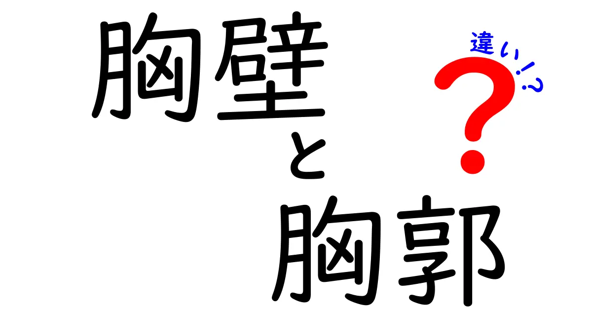 胸壁と胸郭の違いを徹底解説！図解でよくわかる中学生向けガイド