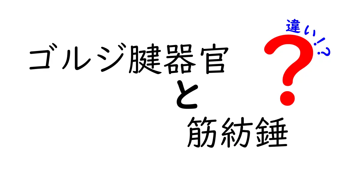 ゴルジ腱器官と筋紡錘の違いをやさしく解説！運動の謎を解く2つの“感覚”の正体