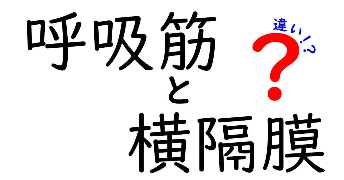 呼吸筋と横隔膜の違いを徹底解説！中学生にも分かるやさしい解説