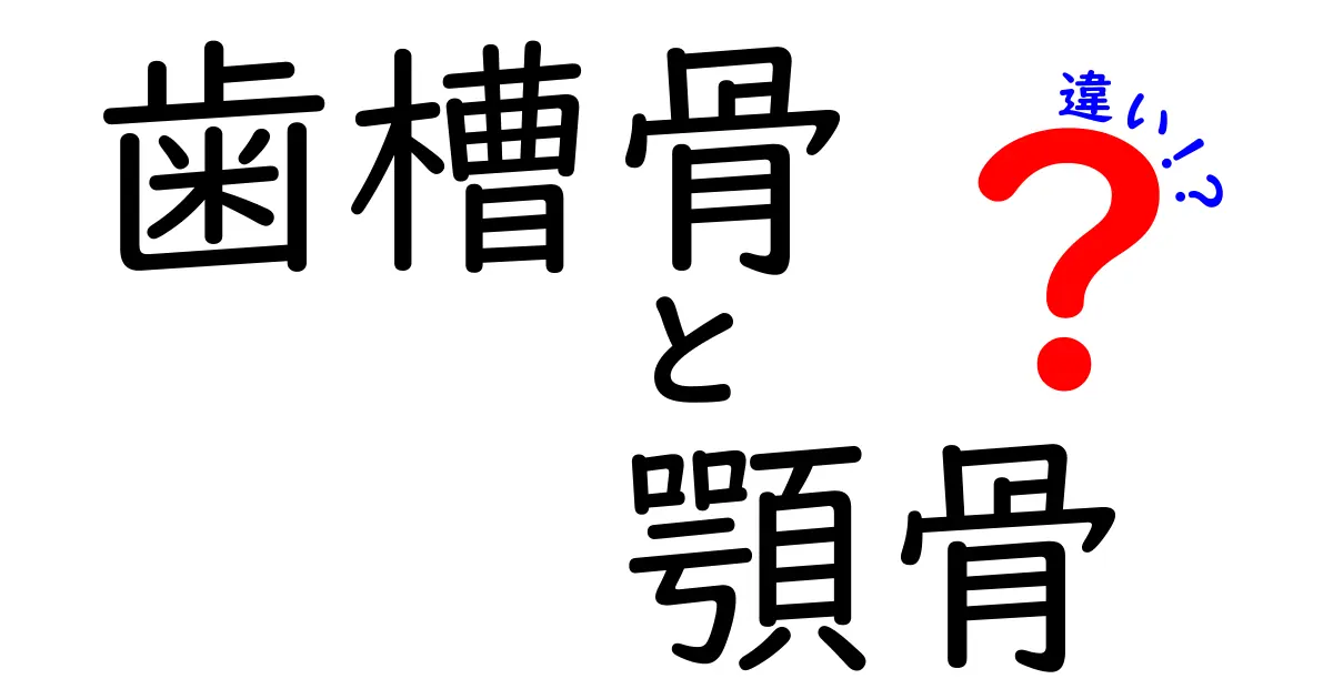 歯槽骨と顎骨の違いを徹底解説｜歯を守る2つの骨の秘密