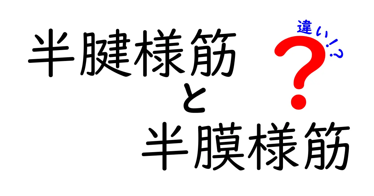 半腱様筋と半膜様筋の違いを徹底比較！名前・位置・役割を図解で解説