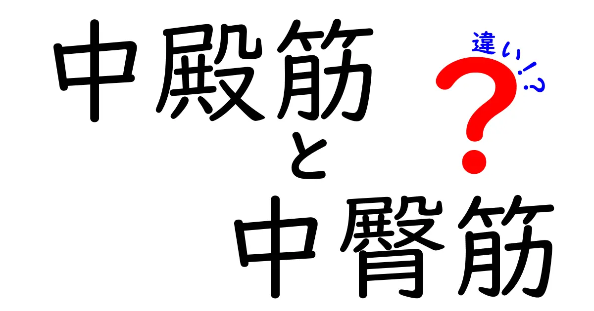 もう迷わない！中殿筋と中臀筋の違いを徹底解説