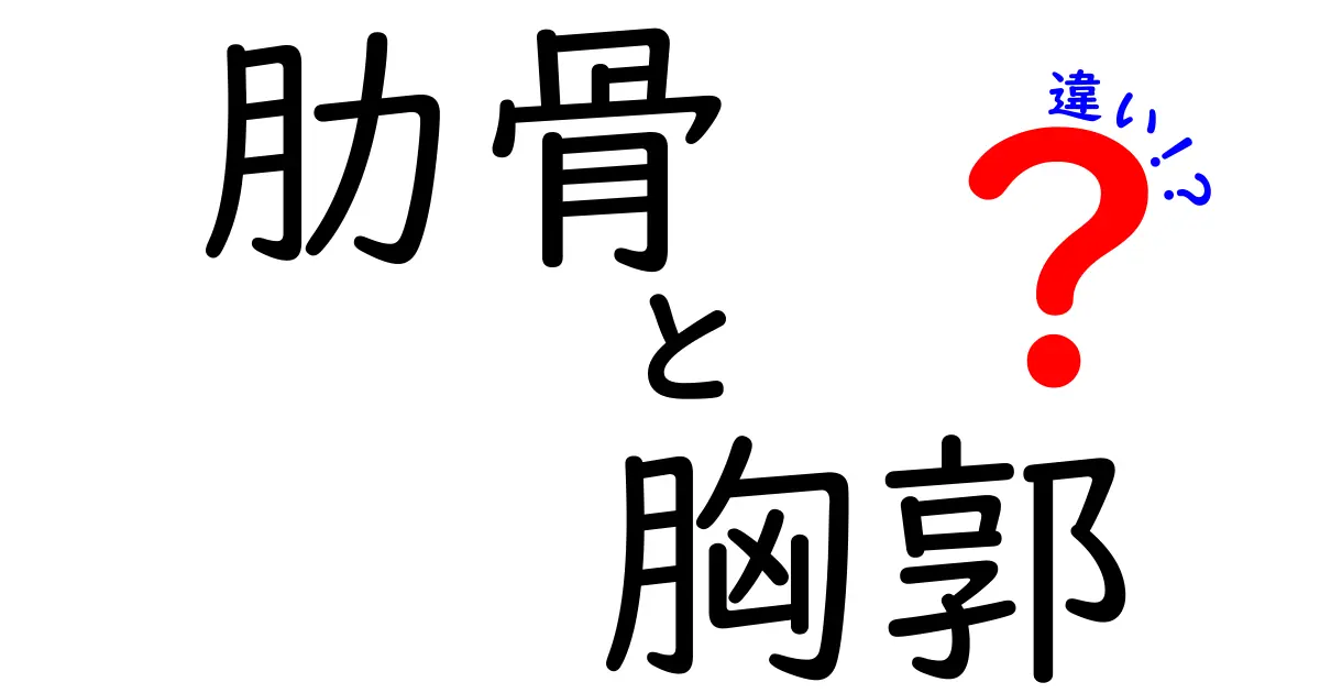 肋骨と胸郭の違いを徹底解説！中学生にもわかる図解つきポイント