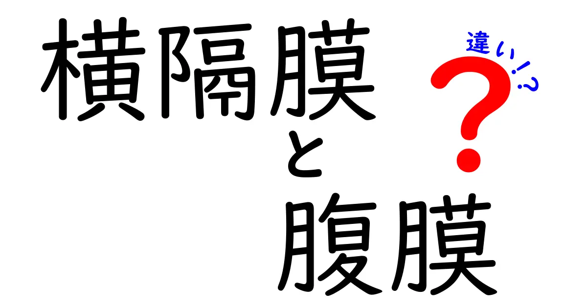横隔膜と腹膜の違いがすぐ分かる！体の仕組みをやさしく解説する完全ガイド