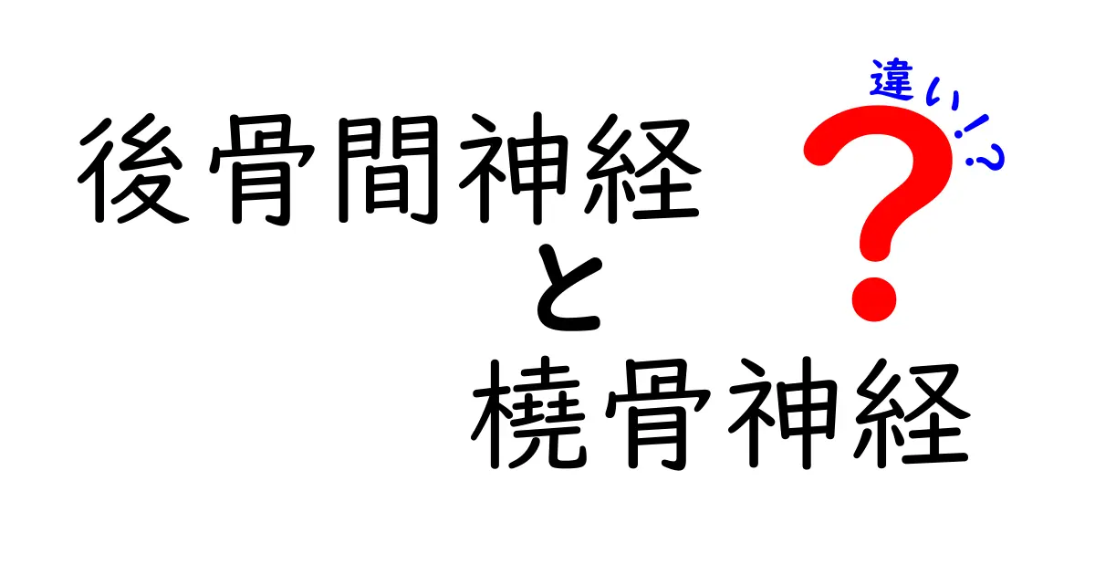 後骨間神経と橈骨神経の違いを徹底解説｜腕の神経の働きと見分け方