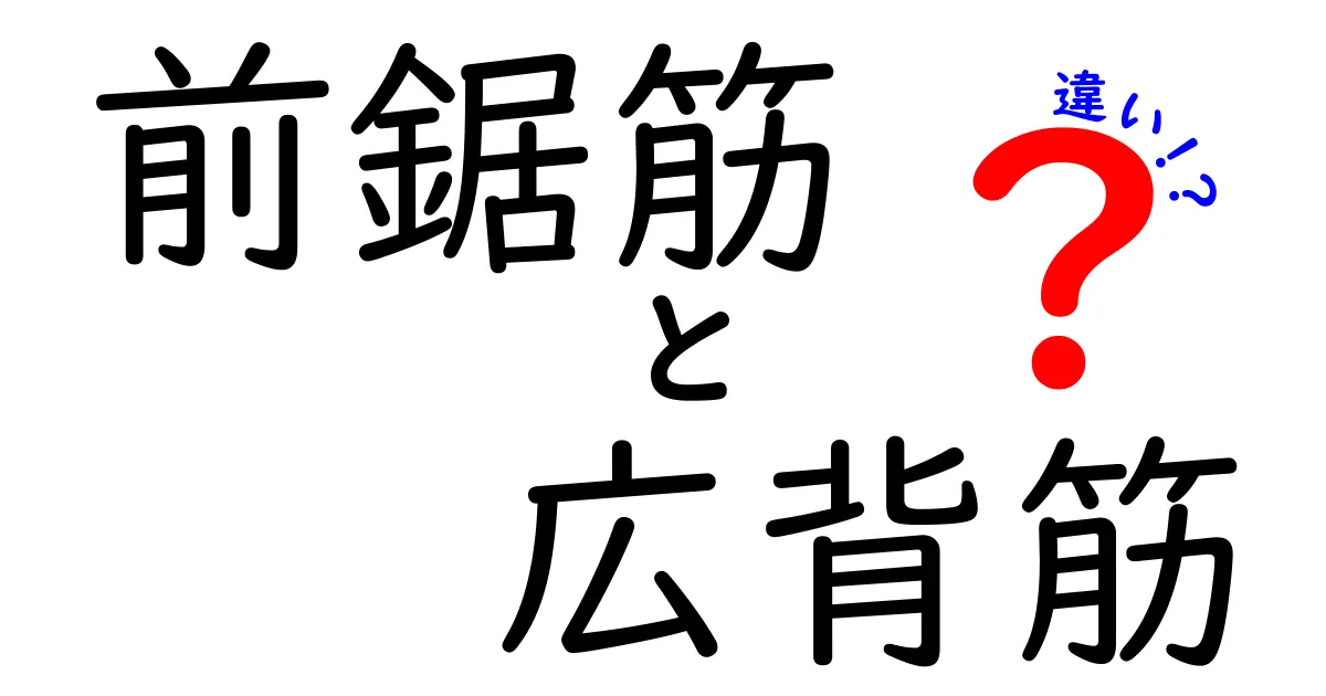 前鋸筋と広背筋の違いを徹底解説！日常動作からトレーニングまでわかりやすく