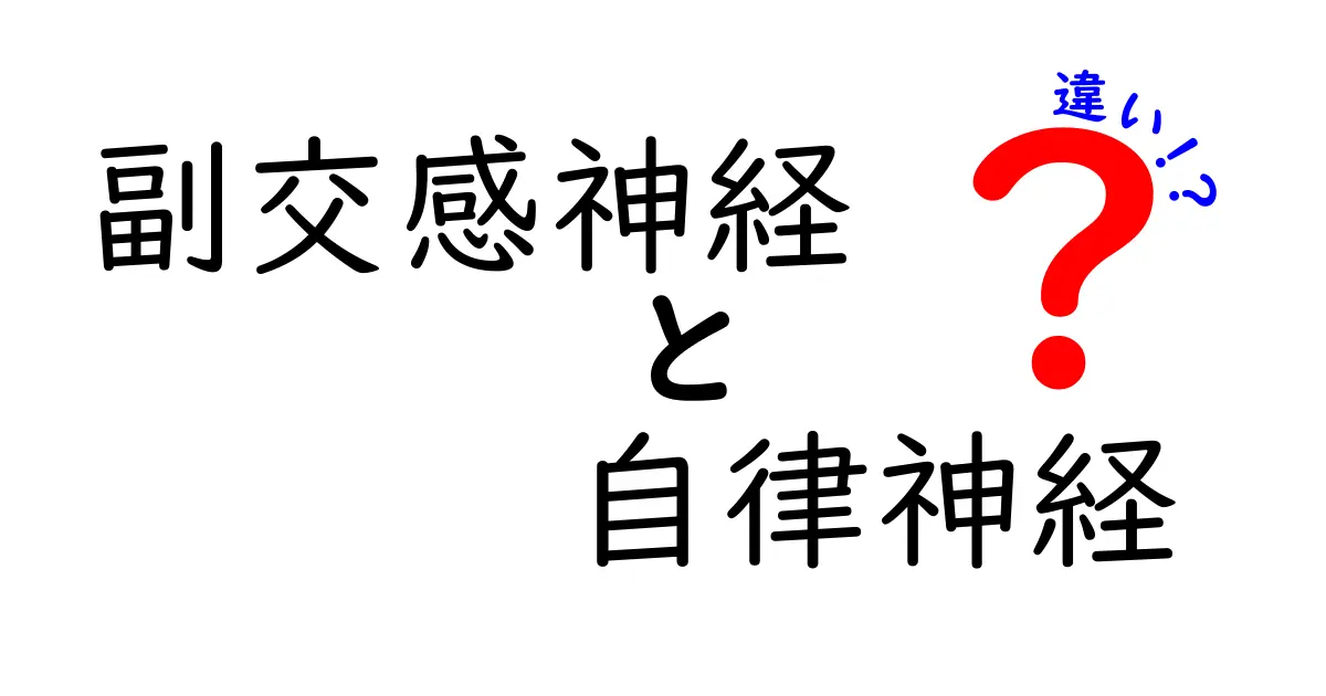 副交感神経と自律神経の違いを徹底解説｜中学生にもわかる簡単ガイド