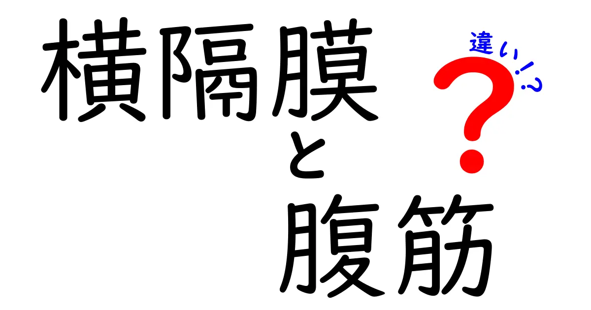 横隔膜と腹筋の違いを徹底解説—呼吸と体幹を支える2つの筋肉の役割