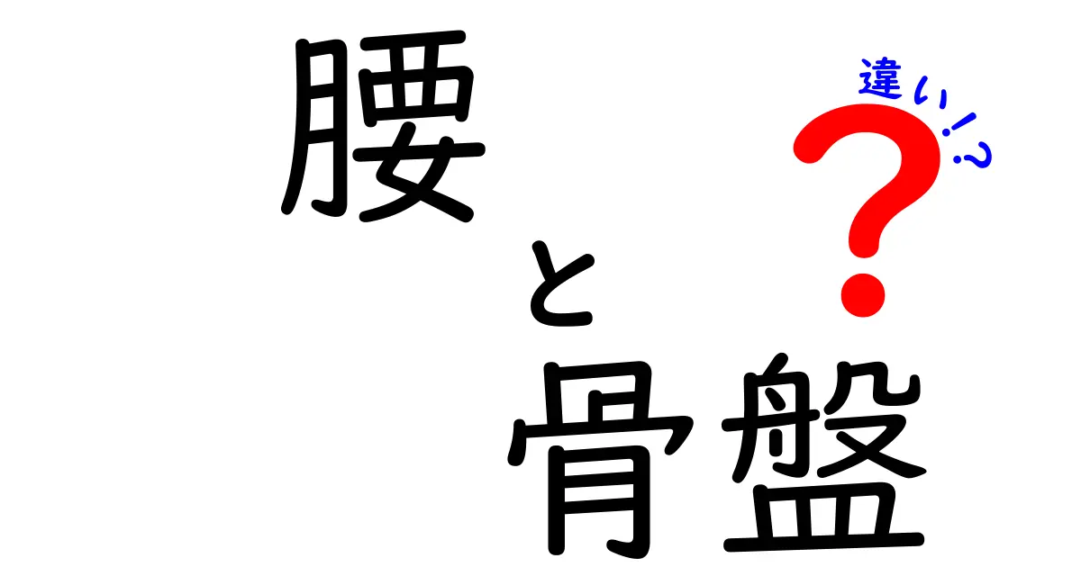 腰と骨盤の違いを徹底解説！痛みを減らす正しい理解と日常ケア