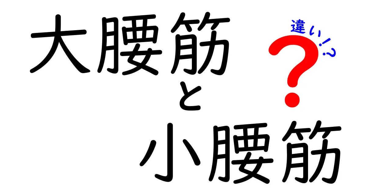 大腰筋と小腰筋の違いを徹底解説！腰痛対策にも役立つポイントを中学生にもわかる言葉で