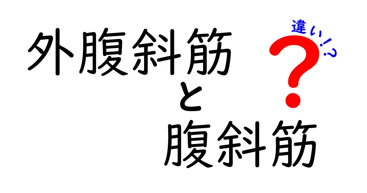 外腹斜筋と腹斜筋の違いを理解する完全ガイド｜中学生にもわかる図解付き