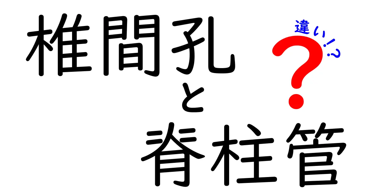 椎間孔と脊柱管の違いを徹底解説！中学生にも分かる図解付きガイド