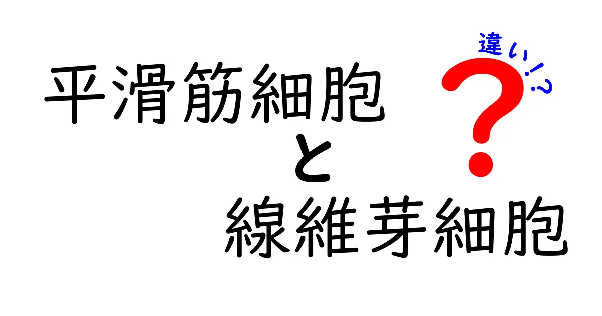 平滑筋細胞と線維芽細胞の違いを徹底解説。役割と見分け方を中学生にもわかる言葉で