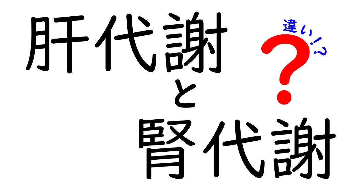 肝代謝と腎代謝の違いを徹底解説！薬の体内変化を中学生にもわかるやさしい説明