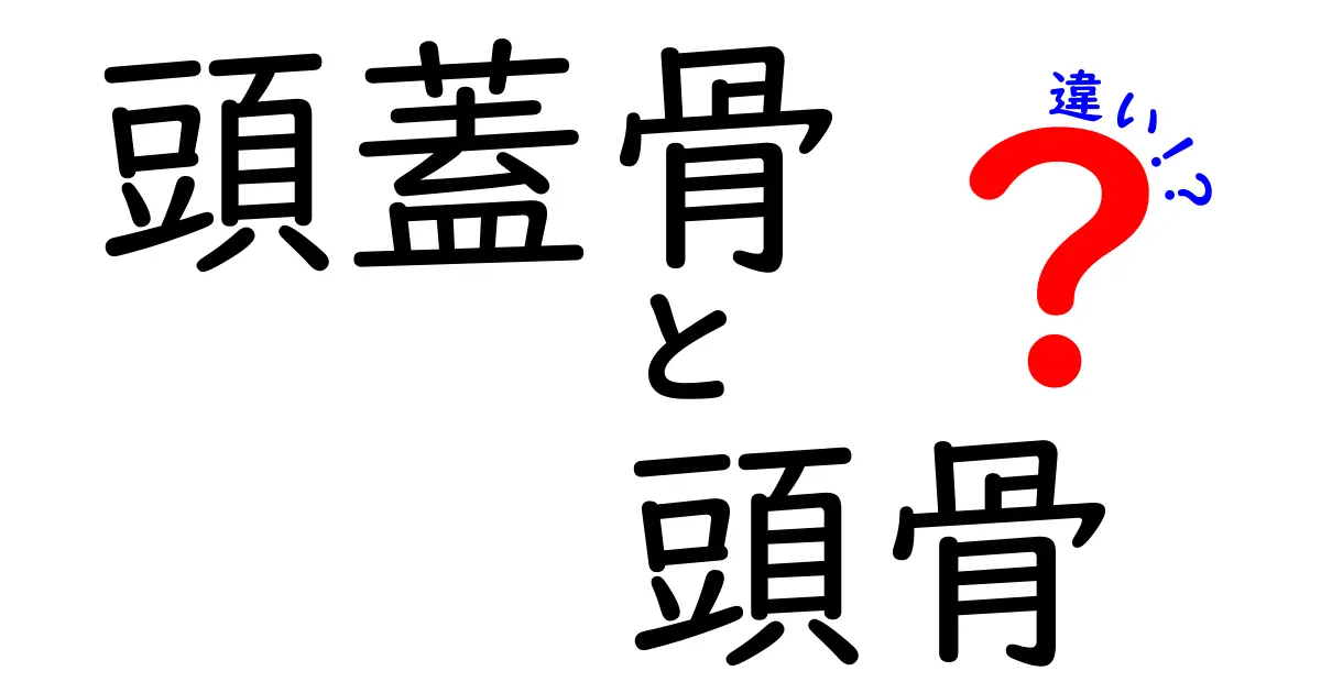 頭蓋骨と頭骨の違いを徹底解説！中学生でも分かる噛み砕きガイド