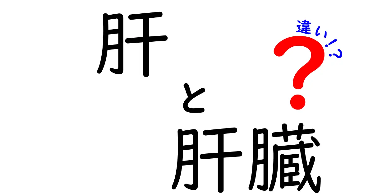 肝と肝臓の違いって何？中学生にもよくわかる図解付きの解説